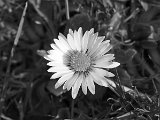 Digital Image (Monochrome) 2nd Morning Daisy